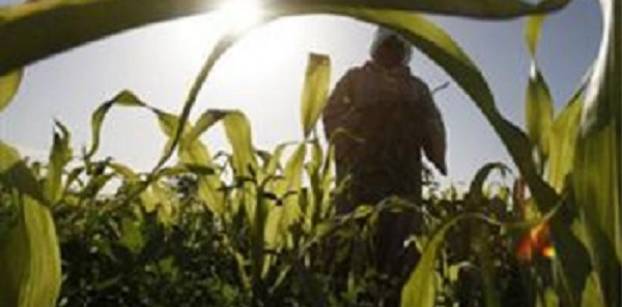 France set for rare maize shipment to Egypt