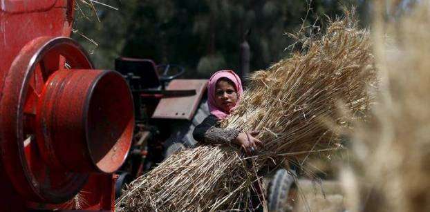Egypt's prosecutor says some wheat only procured on paper