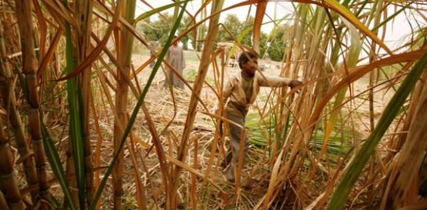 Egypt raises purchase price of sugar cane from local farmers