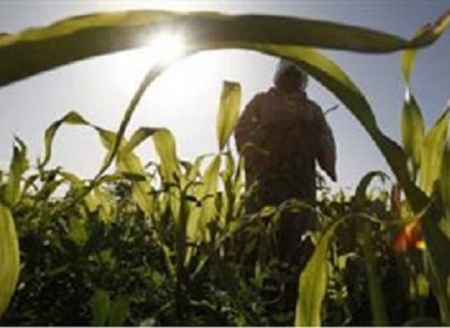 France set for rare maize shipment to Egypt