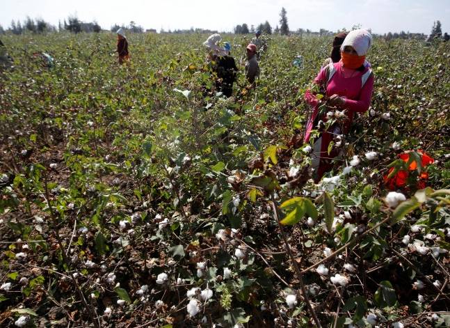 Egypt's cotton exports jump by 63.9 pct. in Q1 of 2016/17 season