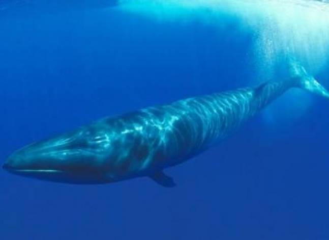 Environment ministry monitors endangered whale found in North coast waters