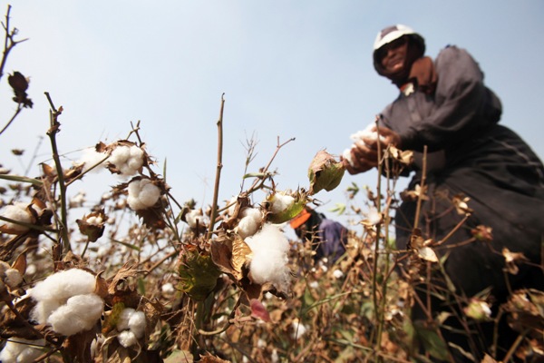 Egypt to export long staple cotton to Ukraine in exchange for wheat - state agency