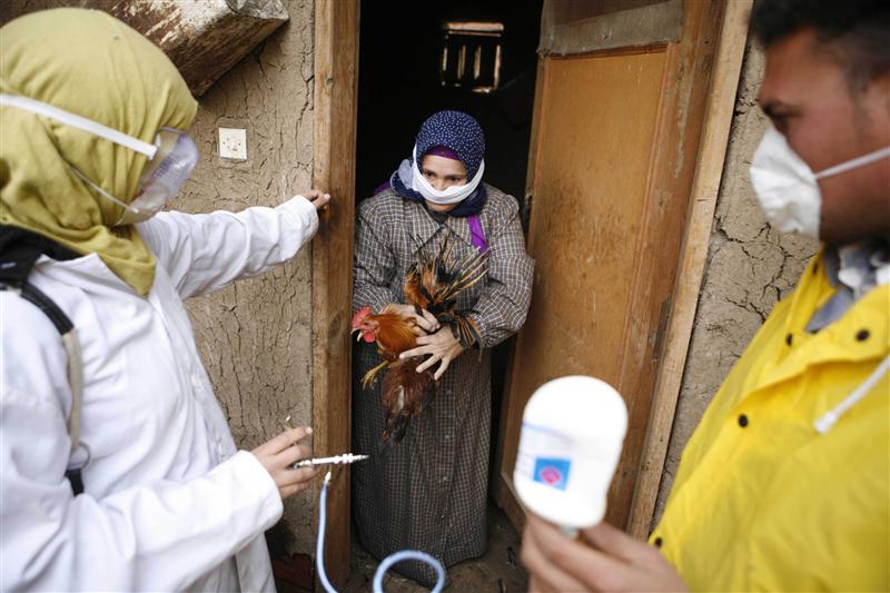 13 suspected H5N1 bird flu cases held in Menoufiya - preventive medicine head