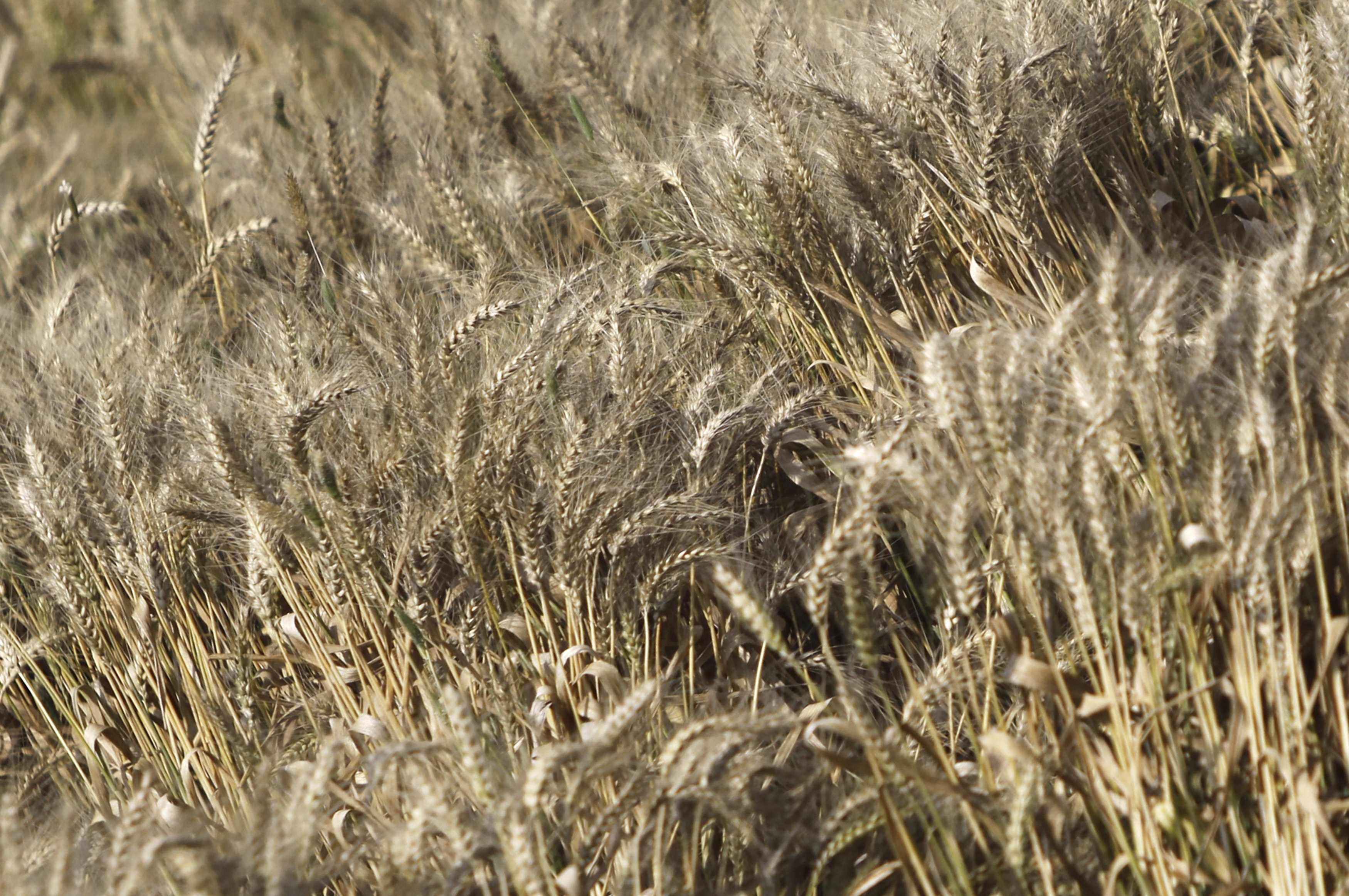 Egypt's GASC buys 175,000 T of wheat from Romania, Ukraine