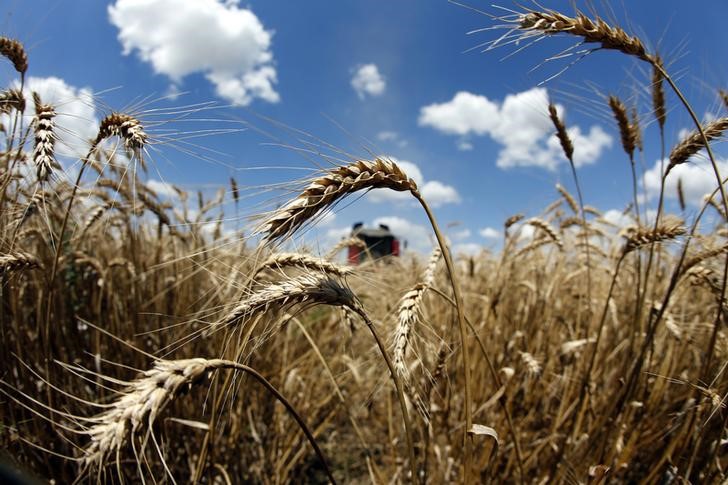 Egypt's wheat supply sufficient until late April - minister