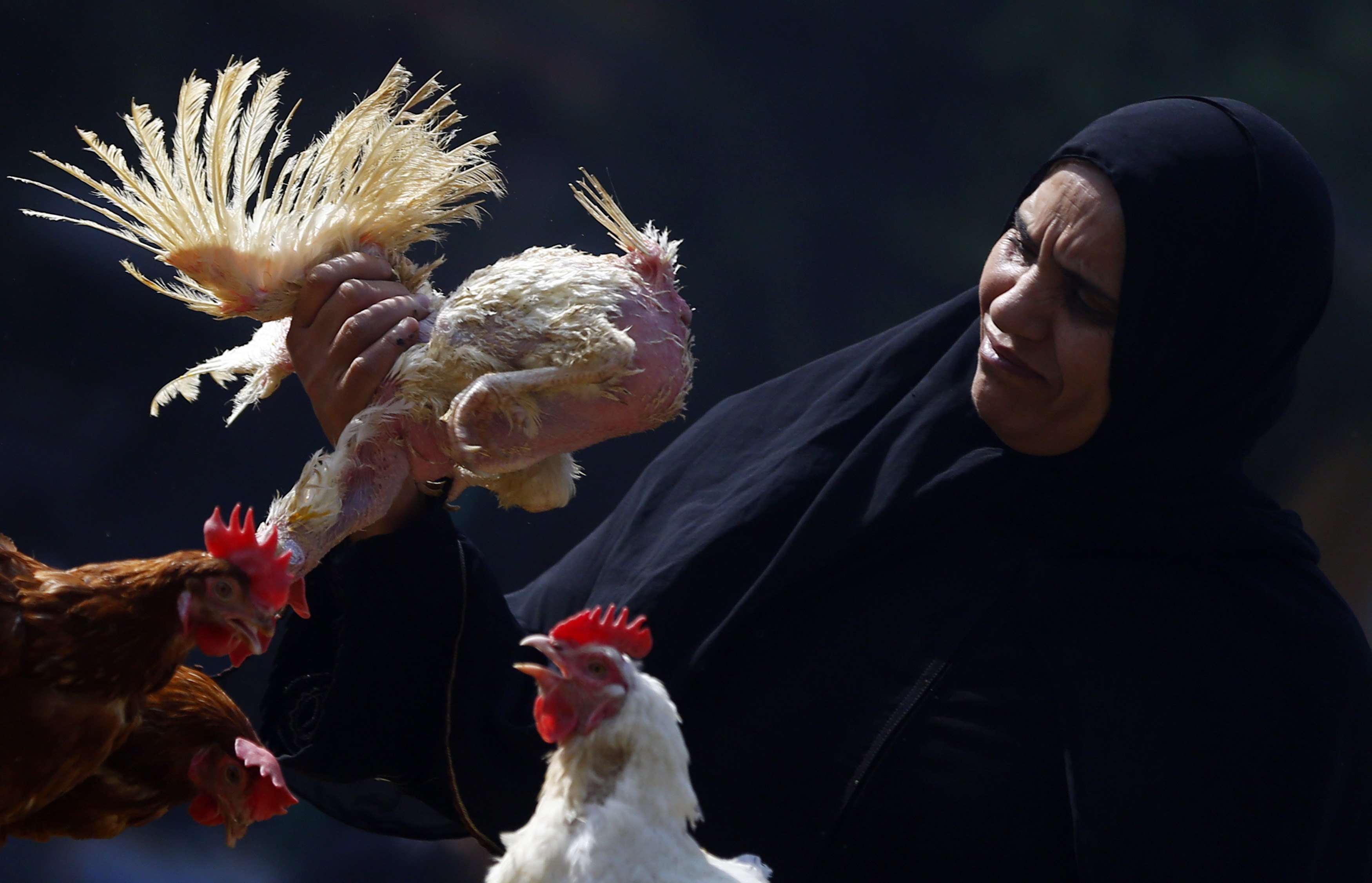 Ninth Egyptian dies of bird flu - official