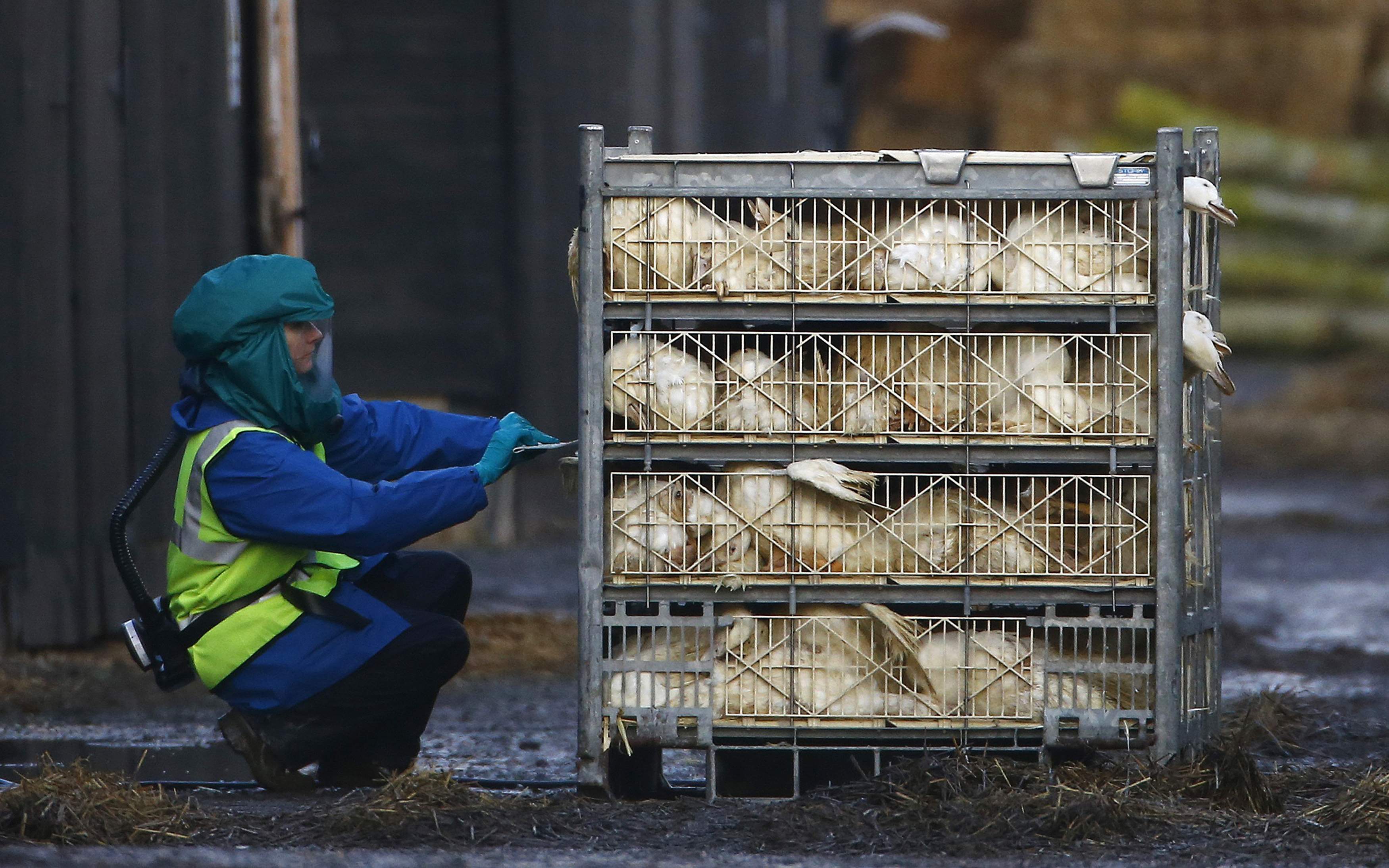 Egyptian dies of H5N1 bird flu, bringing total to seven - health ministry