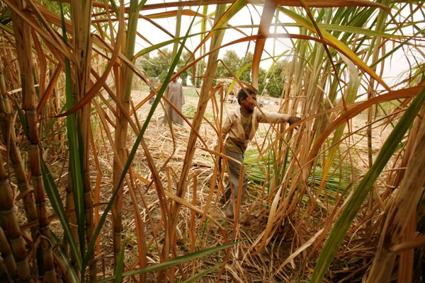 Egypt supports sugar producers, may slap big tariff on imports