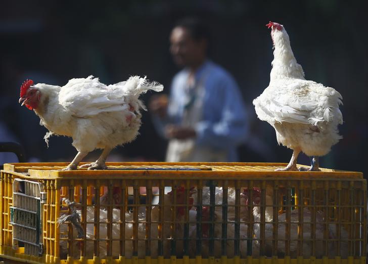 4 new cases found to be positive with bird flu in Egypt