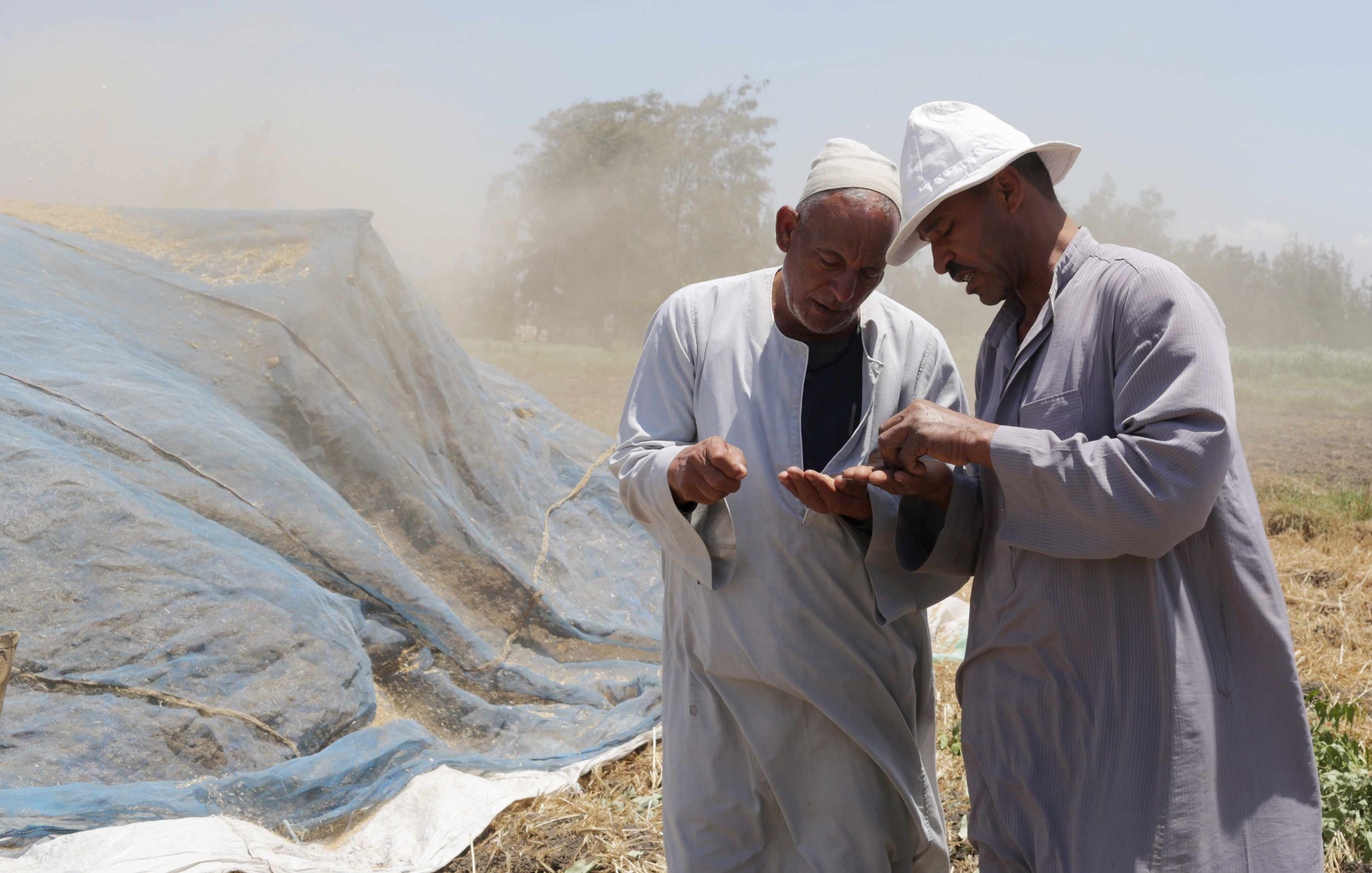 Egypt's supply ministry says has enough wheat to last for six months