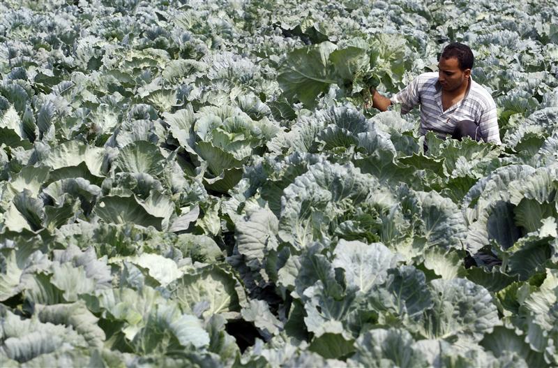 9 thousand tons of carcinogenic pesticides in Egypt- report