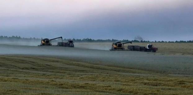تجار: مصر تشتري 235 ألف طن من القمح الروسي والأوكراني في مناقصة