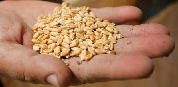 صراع الوزارات حول "الإرجوت" يهدد إمدادات القمح المستورد لمصر