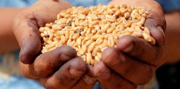الحكومة تلتزم بالسماح بنسبة 0.05% من فطر الإرجوت في القمح المستورد