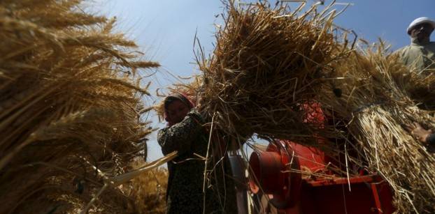 الحكومة تقلل دعمها لمزارعي القمح رغم زيادة التكاليف
