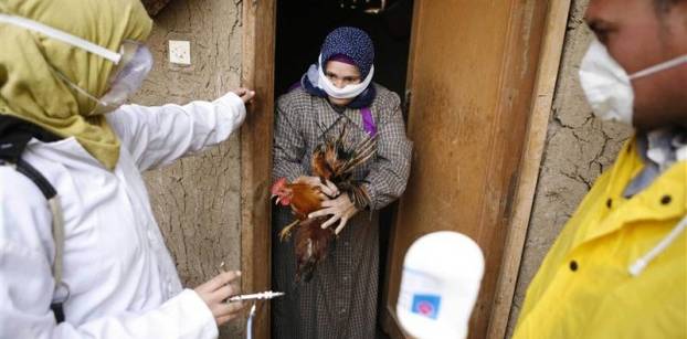 الصحة: ظهور حالة إصابة بأنفلونزا الطيور في محافظة الدقهلية