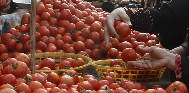 جنون الطماطم يرفع أسعارها 250% في أسبوع.. والكيلو بسبعة جنيهات