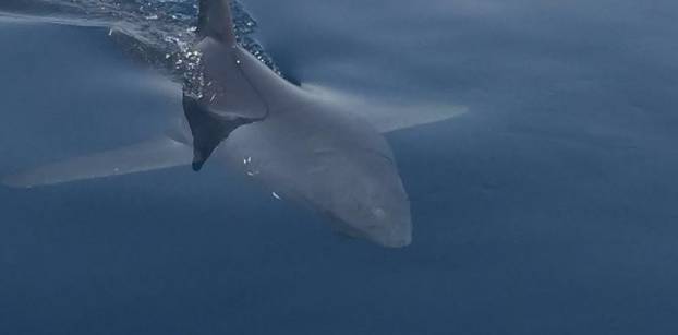 البيئة: 200 نوع لسمكة القرش بالبحر الأحمر.. وخلل عصبي يجعلها تهاجم الإنسان