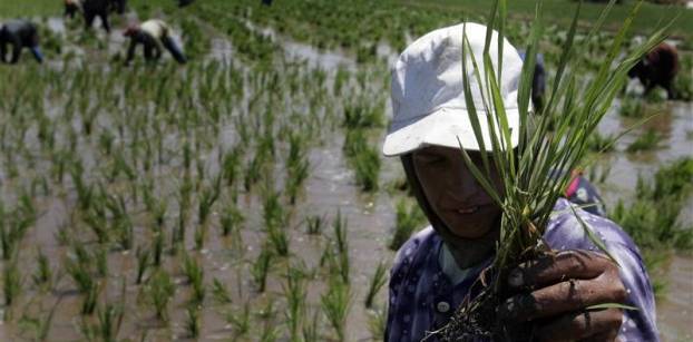 وزير التموين: تستهدف شراء 2 مليون طن أرز شعير من المزارعين