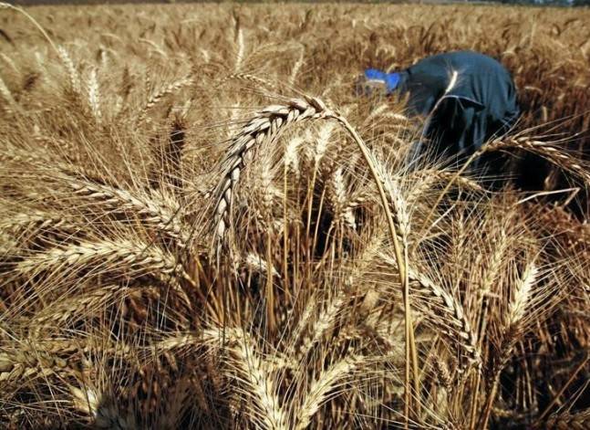 لجنة من التموين والزراعة توصي بشراء القمح المحلي بسعر 450 جنيه للإردب