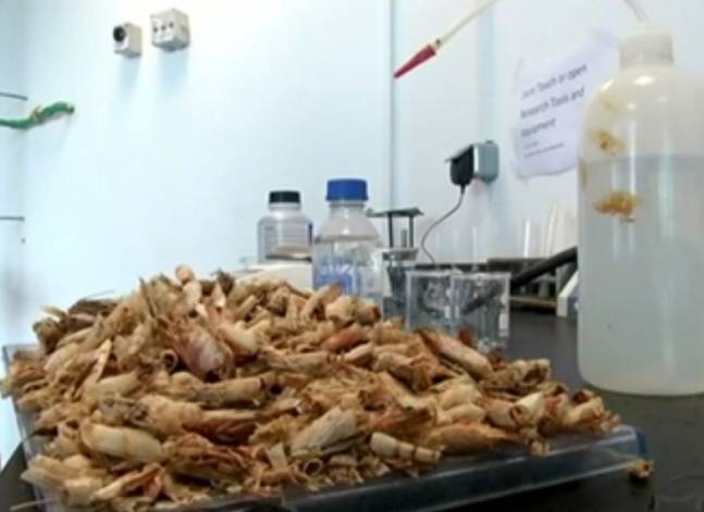 باحثون مصريون يحولون قشر الروبيان إلى أكياس بلاستيكية قابلة للتحلل