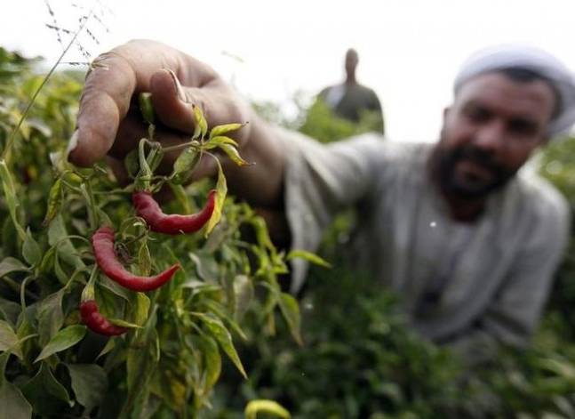 مسؤول بالتجارة: المبيدات وليس السياسة وراء حظر السعودية لاستيراد الفلفل