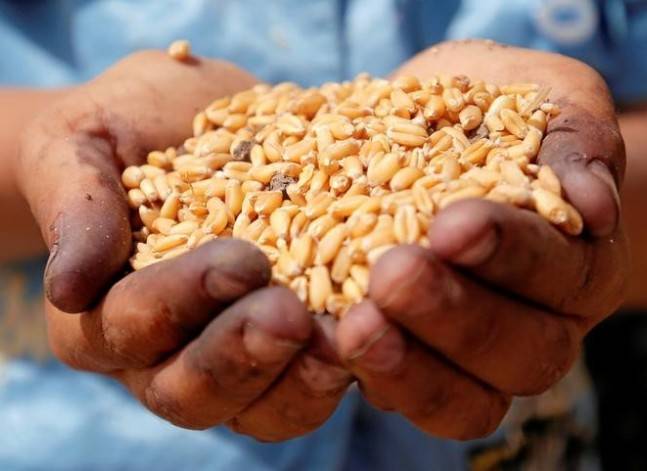 الحكومة تلتزم بالسماح بنسبة 0.05% من فطر الإرجوت في القمح المستورد