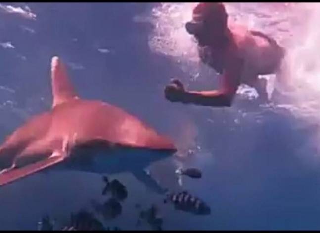 "البيئة" تطالب غوّاصي شرم الشيخ بتوخي الحذر لظهور "القرش المحيطي"
