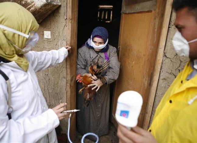 الصحة: ظهور حالة إصابة بأنفلونزا الطيور في محافظة الدقهلية