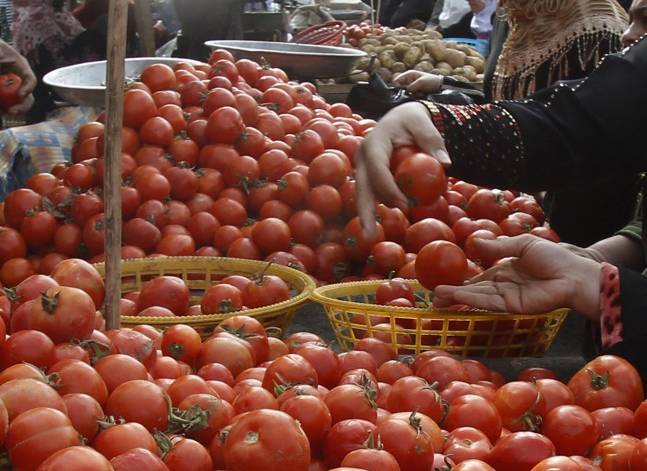 جنون الطماطم يرفع أسعارها 250% في أسبوع.. والكيلو بسبعة جنيهات
