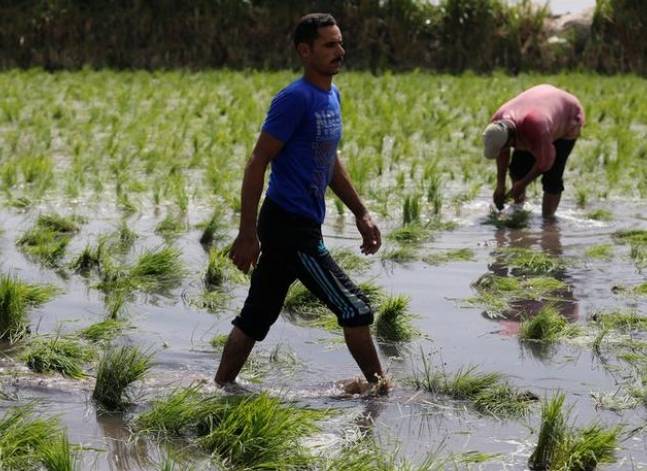 وزارة الري تخفض مساحات زراعة الأرز 35% في موسم 2017