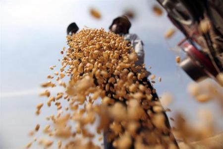 مصر تتوقع شراء 5 ملايين طن من القمح المحلي في الموسم القادم