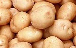 “الزراعة” : زيادة الصادرات المصرية من البطاطس بأكثر من ربع مليون طن