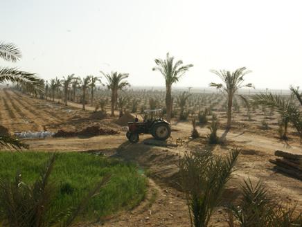 انطلاق أعمال شركة تنمية الريف المصري برأسمال 8 مليارات جنيه
