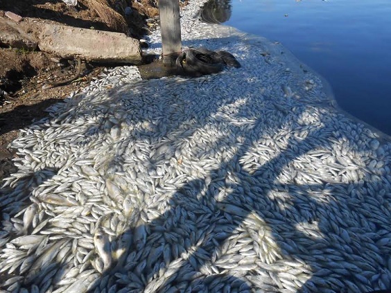 الصحة: زيادة نسبة الأمونيا تسببت في نفوق أسماك كفر الشيخ والبحيرة بالنيل