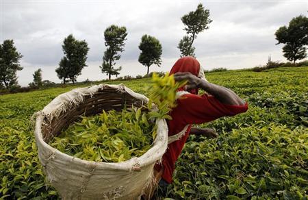صادرات الشاي الكينية تضررت من الاضطرابات في مصر