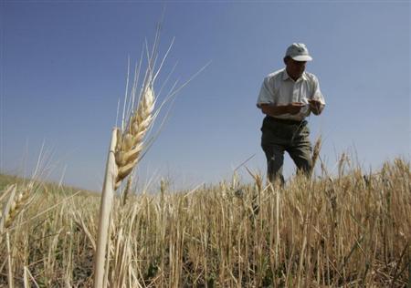مصر ترفع الحد الأقصى لنسبة الرطوبة في القمح المستورد 