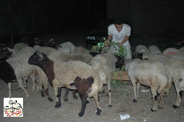  منافذ وزارة الزراعة بالقاهرة تشهد إقبالا على اللحوم قبل العيد 