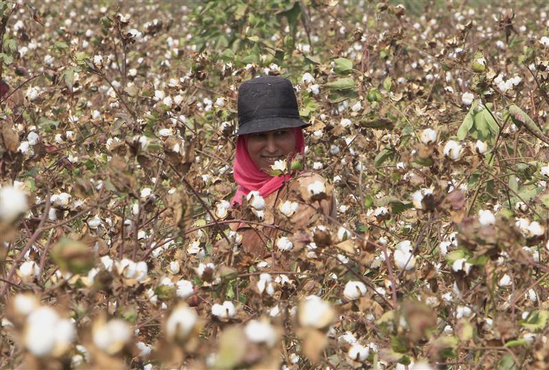 الأمم المتحدة للمرأة تطالب بإصلاحات تشريعية تضمن حقوق المزارعات