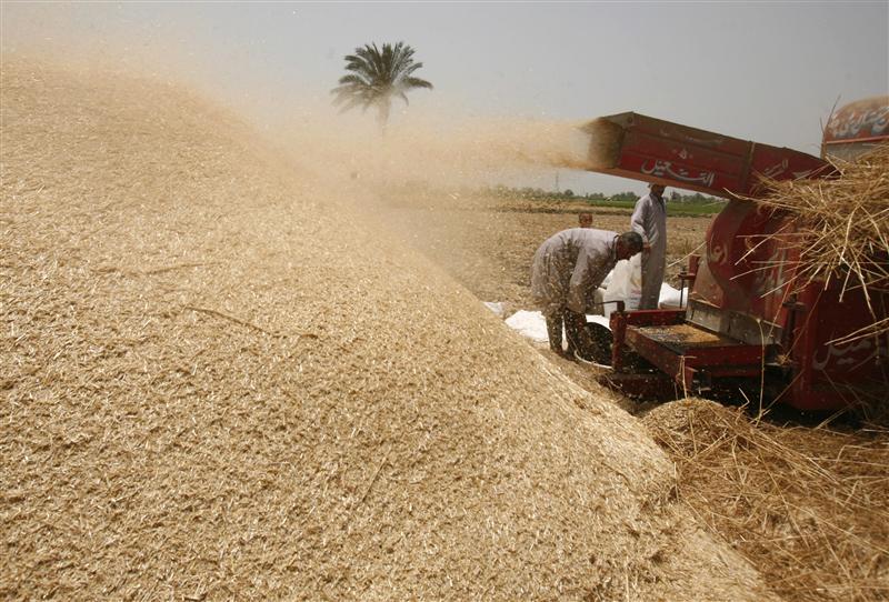 مصر تشتري 175 ألف طن من القمح الروسي والروماني للشحن في سبتمبر