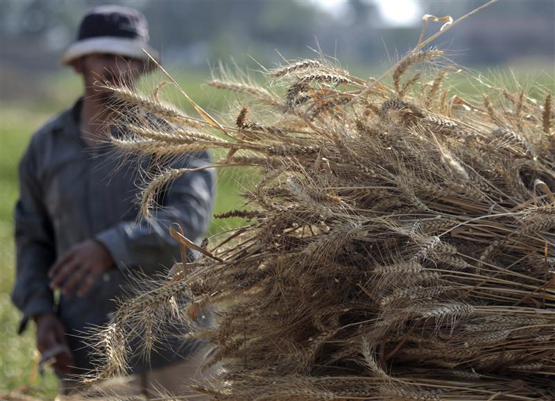 محدث- مصر تشتري 240 ألف طن من القمح للشحن في 1-10سبتمبر