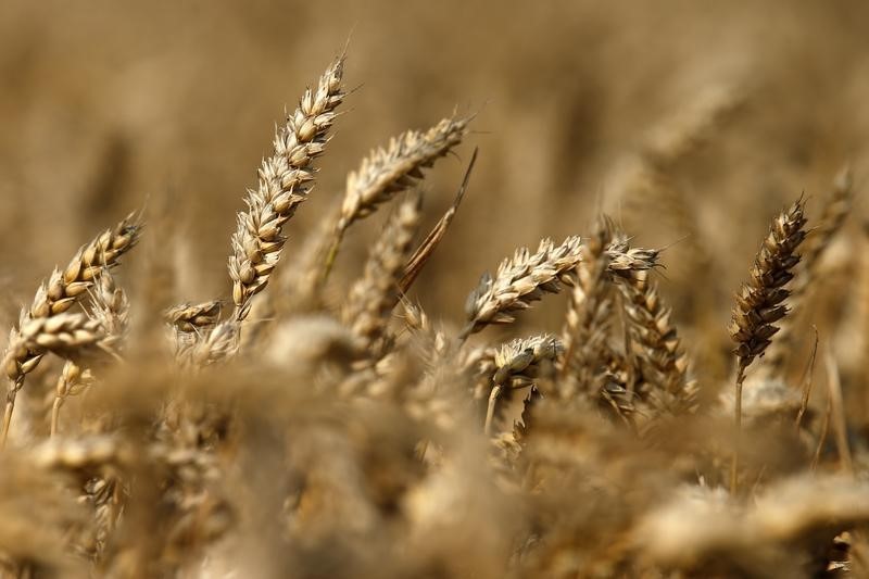 مصر تشتري 170 ألف طن من القمح الروسي